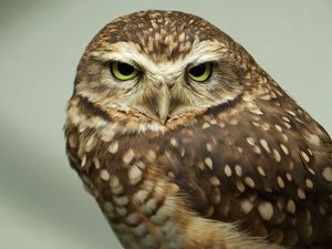 Preview wallpaper owl, face, predator, bird, eyes, feathers