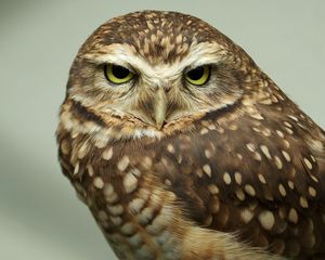 Preview wallpaper owl, face, predator, bird, eyes, feathers