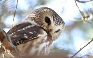 Preview wallpaper owl, face, predator, bird