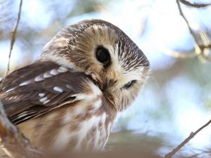 Preview wallpaper owl, face, predator, bird