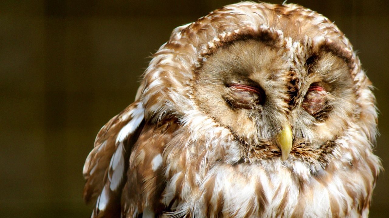 Wallpaper owl, face, sleep, predator, bird