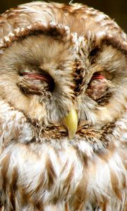 Preview wallpaper owl, face, sleep, predator, bird