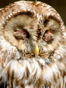 Preview wallpaper owl, face, sleep, predator, bird