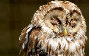 Preview wallpaper owl, face, sleep, predator, bird