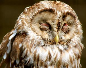 Preview wallpaper owl, face, sleep, predator, bird