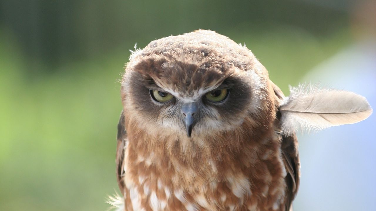 Wallpaper owl, feather, predator, eyes, anger