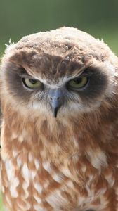 Preview wallpaper owl, feather, predator, eyes, anger