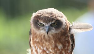 Preview wallpaper owl, feather, predator, eyes, anger