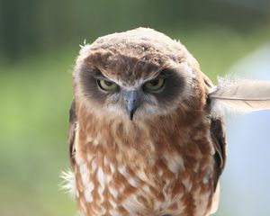 Preview wallpaper owl, feather, predator, eyes, anger