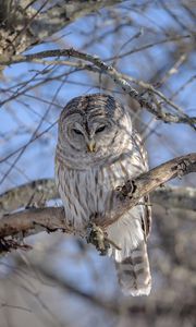 Preview wallpaper owl, feathers, beak, tree