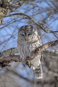 Preview wallpaper owl, feathers, beak, tree