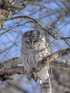 Preview wallpaper owl, feathers, beak, tree