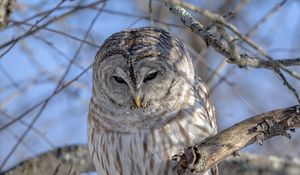 Preview wallpaper owl, feathers, beak, tree
