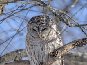 Preview wallpaper owl, feathers, beak, tree