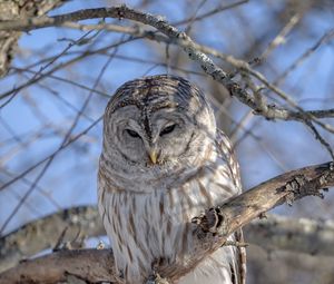 Preview wallpaper owl, feathers, beak, tree