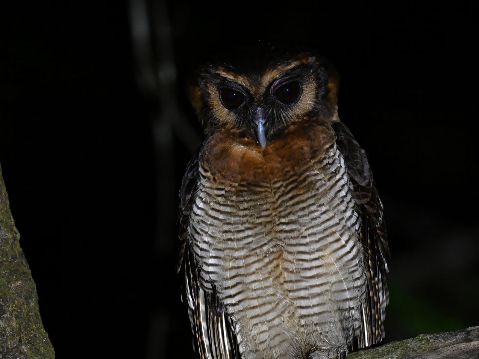 1600x1200 Wallpaper owl, feathers, wings, bird, branch, tree, dark