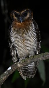 Preview wallpaper owl, feathers, wings, bird, branch, tree, dark