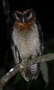 Preview wallpaper owl, feathers, wings, bird, branch, tree, dark