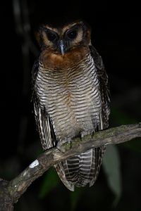 Preview wallpaper owl, feathers, wings, bird, branch, tree, dark