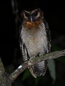 Preview wallpaper owl, feathers, wings, bird, branch, tree, dark