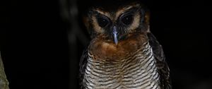 Preview wallpaper owl, feathers, wings, bird, branch, tree, dark