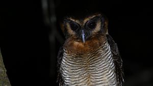 Preview wallpaper owl, feathers, wings, bird, branch, tree, dark