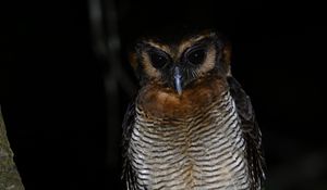 Preview wallpaper owl, feathers, wings, bird, branch, tree, dark