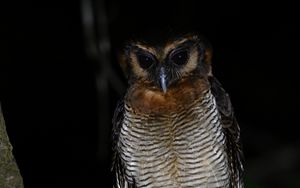 Preview wallpaper owl, feathers, wings, bird, branch, tree, dark
