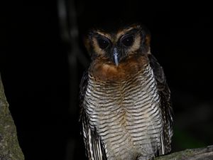 Preview wallpaper owl, feathers, wings, bird, branch, tree, dark