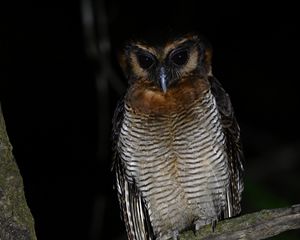 Preview wallpaper owl, feathers, wings, bird, branch, tree, dark