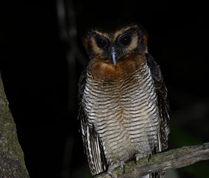 Preview wallpaper owl, feathers, wings, bird, branch, tree, dark
