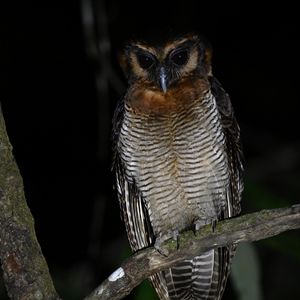 Preview wallpaper owl, feathers, wings, bird, branch, tree, dark