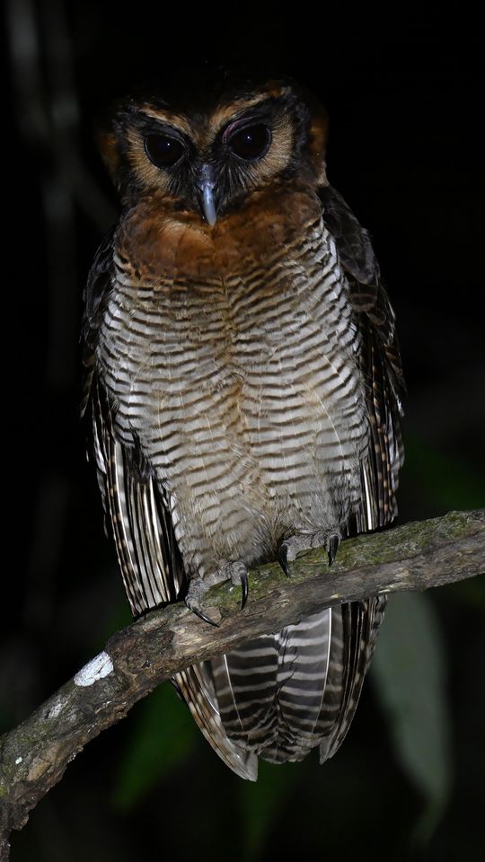 540x960 Wallpaper owl, feathers, wings, bird, branch, tree, dark