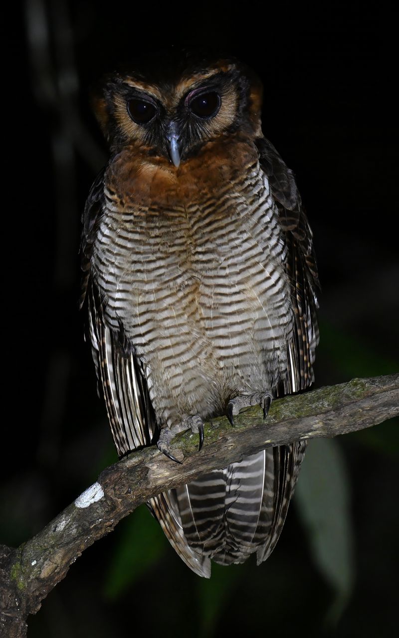 800x1280 Wallpaper owl, feathers, wings, bird, branch, tree, dark