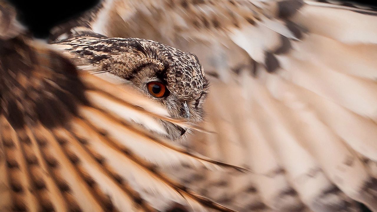 Wallpaper owl, feathers, wings, flap