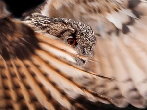 Preview wallpaper owl, feathers, wings, flap