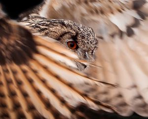 Preview wallpaper owl, feathers, wings, flap