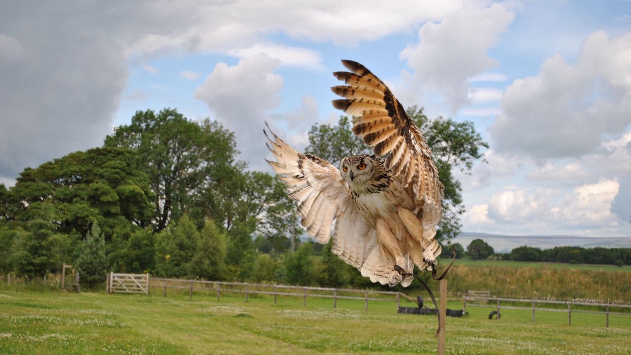 Wallpaper owl, flap, wings, birds, predators