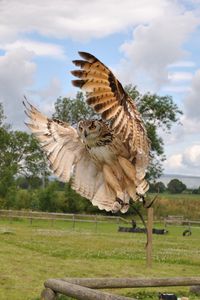 Preview wallpaper owl, flap, wings, birds, predators
