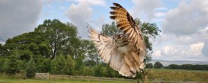 Preview wallpaper owl, flap, wings, birds, predators