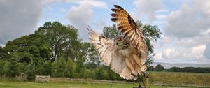 Preview wallpaper owl, flap, wings, birds, predators