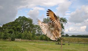 Preview wallpaper owl, flap, wings, birds, predators