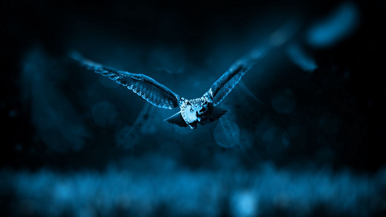 Wallpaper owl, flight, bird, photoshop, predator
