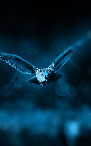 Preview wallpaper owl, flight, bird, photoshop, predator