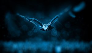 Preview wallpaper owl, flight, bird, photoshop, predator