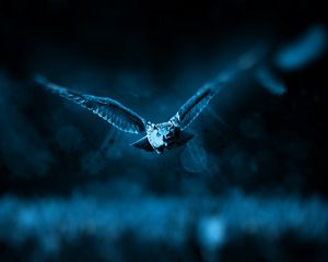 Preview wallpaper owl, flight, bird, photoshop, predator