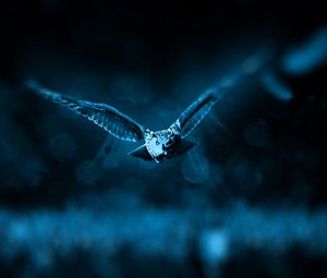 Preview wallpaper owl, flight, bird, photoshop, predator