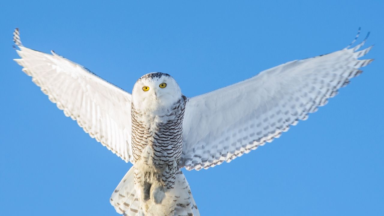 Wallpaper owl, flight, sky, predator, wings