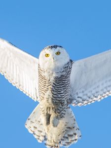 Preview wallpaper owl, flight, sky, predator, wings