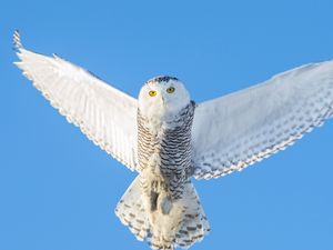 Preview wallpaper owl, flight, sky, predator, wings